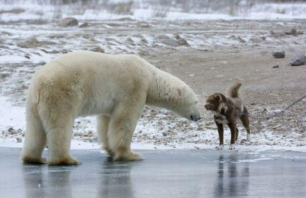 <p>Bu kareler bir köpek ile kutup ayısının birbilerine karşı giriştikleri güç kanıtlama anına ait.</p>
