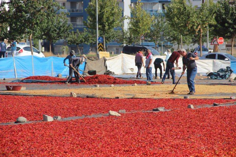<p>Üreticinin masrafları çok olduğu için bir azalma oldu. Çiftçilerin bu etkisi bize de yansıdı. Biber şu an 2,5 liradır. İsotun yapım aşamaları, ilk gün işçiler isotu kırar. İsot bir gün boyunca sergide serilir, Terletme, kurutma gibi aşamalardan geçildikten sonra pul biber haline gelir.</p>
