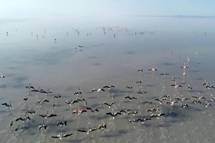 <p>Çevre ve Şehircilik Bakanlığının Tuz Gölü Özel Çevre Koruma Bölgesi'ndeki flamingo tür izleme projesi kapsamında, 2017 yılında 11 bin 79, geçen yıl 12 bin 746, bu yıl ise 20 bin 381 flamingo yavrusunun yumurtadan çıktığı tespit edildi.</p>
