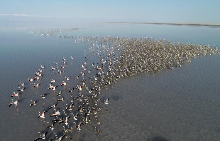 <p>Bu kapsamda dünyada flamingoların kuluçkaya yattığı en önemli sulak alanlar arasında bulunan, aynı zamanda 1. Derecede Doğal Sit Alanı, Önemli Bitki Alanı (ÖDA), Önemli Doğa Alanı (ÖDA), Önemli Kuş Alanı (ÖKA) statüsüne sahip Tuz Gölü'nde her yıl yapılan tür izleme çalışmalarıyla flamingo popülasyonları araştırılıyor. Arazi çalışmalarında doğrudan gözlem, uçak, dürbün, teleskop, tele objektif gibi çeşitli araçlarla gözlemler gerçekleştiriliyor.</p>
