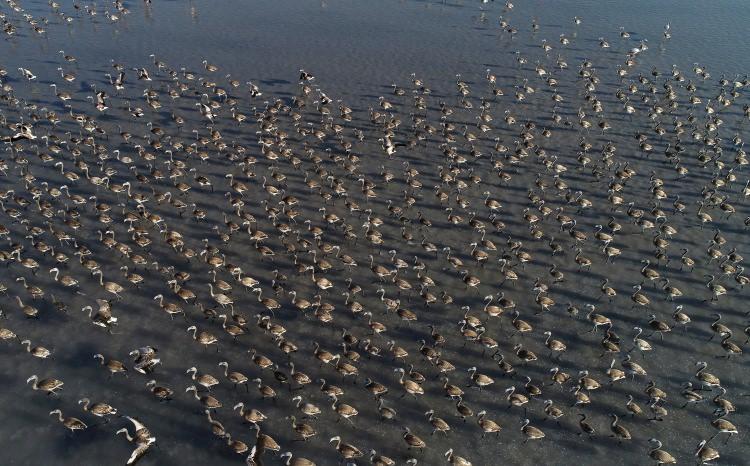 <p>Flamingoların dünyadaki en büyük doğal üreme kolonisini barındıran Tuz Gölü Özel Çevre Koruma Bölgesi'nde Bakanlık tarafından yapılan "Flamingo Popülasyonlarının Araştırılması, Korunması ve İzlenmesi Projesi" kapsamında, 2016 yılında 9 bin 564, 2017'de 11 bin 79 flamingo yavrusu tespit edildi. Geçen yıl mayıs ve haziran aylarında yapılan arazi çalışmalarında ise 12 bin 746 yavru tespit edilirken, bu yıl bu sayının yaklaşık iki kat artış göstererek 20 bin 381’e yükseldiği görüldü. Çalışmalar sonucu gölde barınan flamingo sayısının her yıl düzenli olarak arttığı belirlendi.</p>
