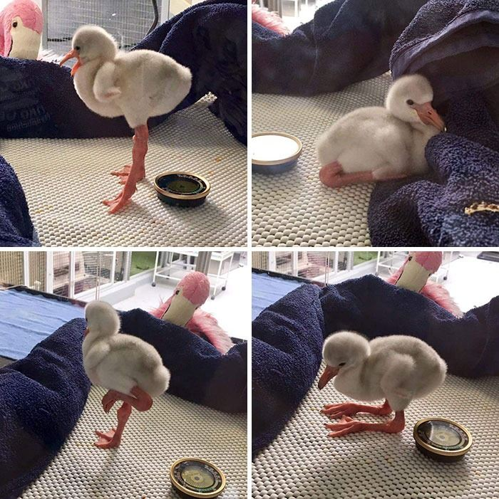 <p>Yavru bir flamingo.</p>

