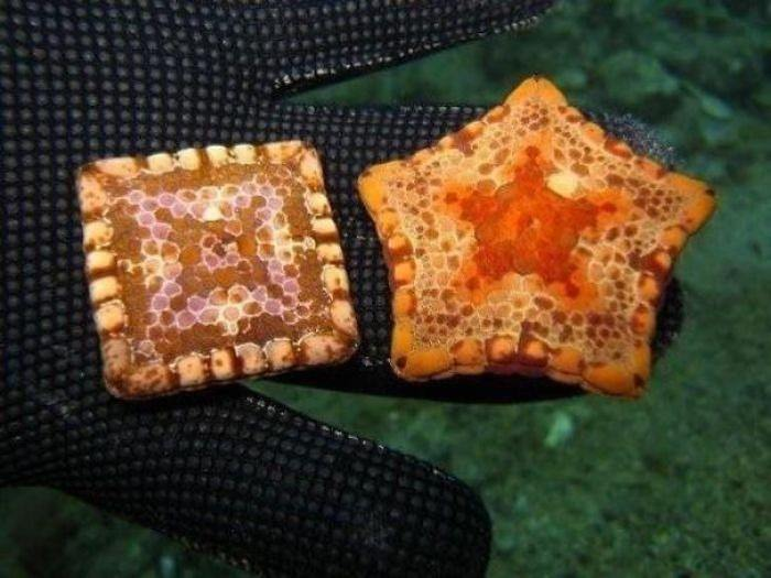 <p>Bazı deniz yıldızları, doğum kusuru nedeniyle kare olabiliyor.</p>