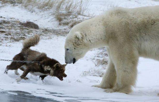 <p> Kendisinden bir hayli büyük kutup ayısının yanına  yaklaşmasının ardından harekete geçen köpek geri adım atmıyor ve ayıya adeta kafa tutuyor.</p>
