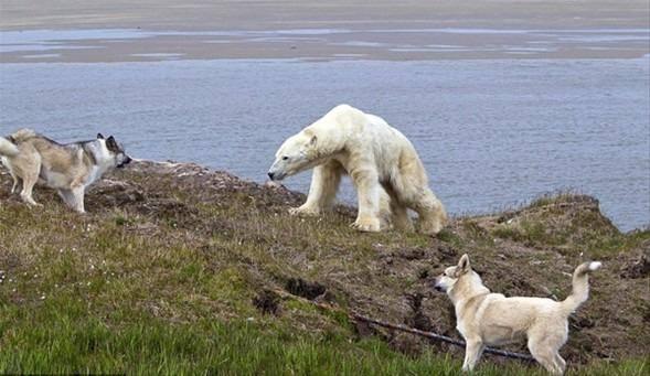 <p>Sibirya'nın kuzeybatısındaki Yamal Yarımadası'ndaki meteoroloji merkezini koruyan bekçi köpekleri, merkezin bahçesine girmeye çalışan kutup ayılarını zorlu bir mücadele sonucunda alt etmeyi başardı.</p>
