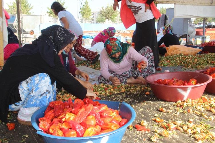 <p>Türkiye’nin yemeklik pul biber ihtiyacının büyük bölümünün karşılandığı Şanlıurfa'da, biber hasadının tamamlanmasıyla birlikte isot yapımına başlandı. </p>
