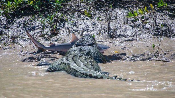 <p>Nehirde ilerlerken yaklaşık 5,5 metre boyundaki dev timsahla bir boğa köpekbalığının nefes kesen mücadelesini fotoğraflamayı başardılar.</p>

<p> </p>
