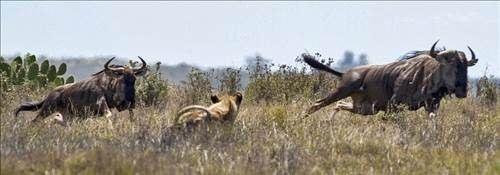 <p>Bir Afrika antilobu sürüsünü izleyen aslan, aralarından birini avı olarak seçti ve atağa geçti.</p>

<p> </p>
