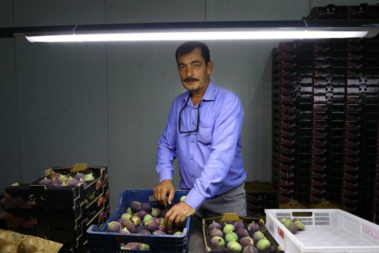 <p>Osmangazi Ziraat Odası Başkanı İsmail Altınkaya, AA muhabirine, Türkiye'nin siyah incir üretiminin yüzde 90'ının Bursa'nın 36 kırsal mahallesinden karşılandığını söyledi. </p>

