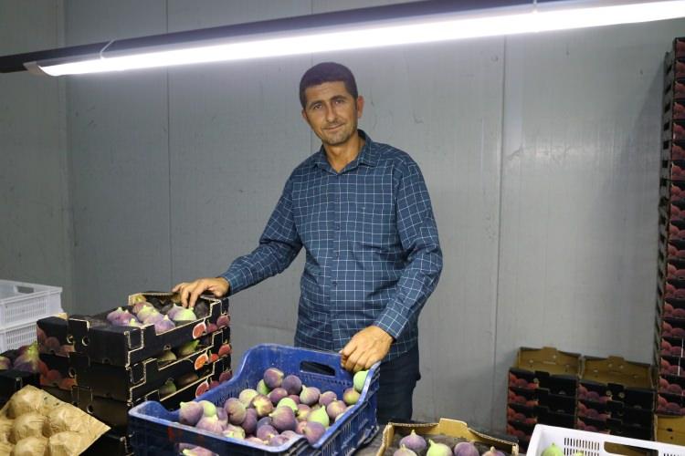 <p>Geçen seneye göre daha iyi bir dönem olacağının altını çizen Altınkaya, şöyle devam etti:</p>
<p>"Havalar da güzel gidiyor. İncir bu sene tam zamanında oldu. Geçen sene biraz erken olmuştu ve hasat 15 gün önce başlamıştı. Bu nedenle incir toplamada ve ihracat kesim tarihi belirlenmesinde biraz sıkıntı yaşanmıştı. Bu sene düzene girdi. İnşallah bir sıkıntı olmayacak gibi. Fiyatlar da iyi giderse üreticilerin yüzü gülecek. Geçen yıl, meyveler olmadan ağaçlardan çok dökülmüştü. Bu sene çok dökülme yok, bazı bahçelerde ufak çaplı var. Genel olarak durum iyi. İncirde ilaç kullanılmadığı için hastalık da yok. İnşallah güzel bir sezon geçireceğiz. Bu sene tanıtım amaçlı Malezya ve Singapur'a da incir gönderilecek. Pazarımız biraz daha genişleyecek. İlerleyen yıllarda daha da güzel olacağını tahmin ediyoruz."</p>