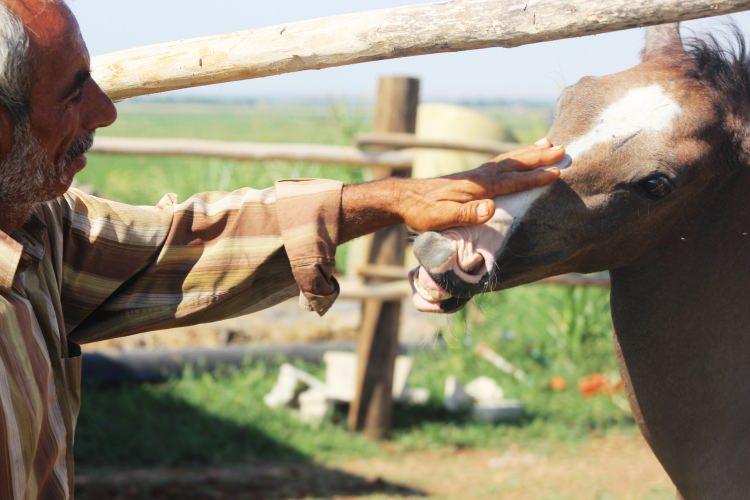 <p>Tayın tüm ihtiyaçlarını karşılayan Durmuş, tayın sütünü elleriyle hazırlayıp biberonla içiriyor. </p>
