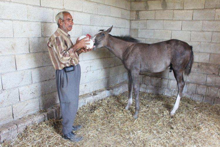 <p>Osmanlı döneminden bu yana safkan Arap atı yetiştirme merkezlerinden Suruç'ta yaşayan 57 yaşındaki Mehmet Durmuş, yaklaşık 5 ay önce annesi ölen tayına özenle bakıyor. </p>
