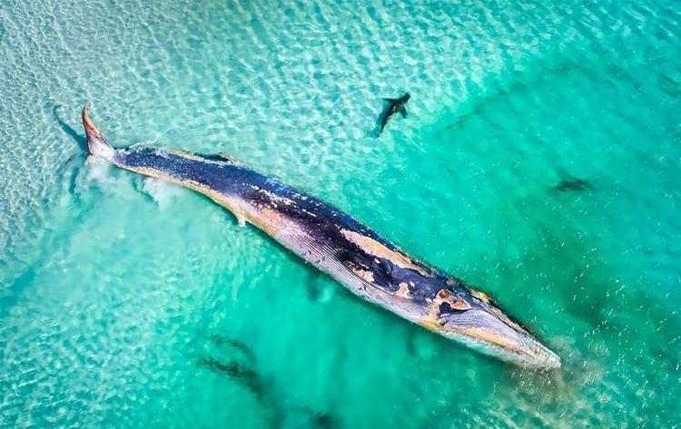 <p>2019 Avustralya Doğa Fotoğrafları Yarışması'nın kazananları belli oldu. Birinci, Mat Beetson'ın balina fotoğrafı oldu. İşte, yarışmanın pek çok farklı kategoride ödül verilen fotoğrafları...</p>

<p>Yarışmanın tüm kategoriler üstü birincisi.</p>
