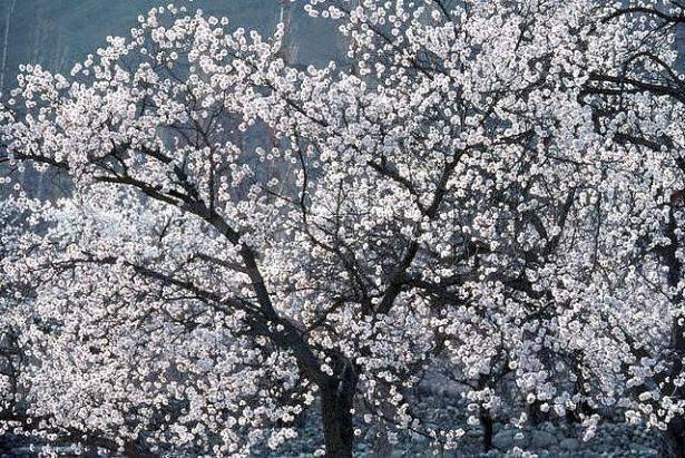 <p>Bağımsız y&ouml;netim 1870 de&nbsp; İngiliz askerleri&nbsp; gelmesiyle kesintiye uğradı. Hunzalar İngilizler gittikten sonra tekrar bağımsız oldular.</p>
