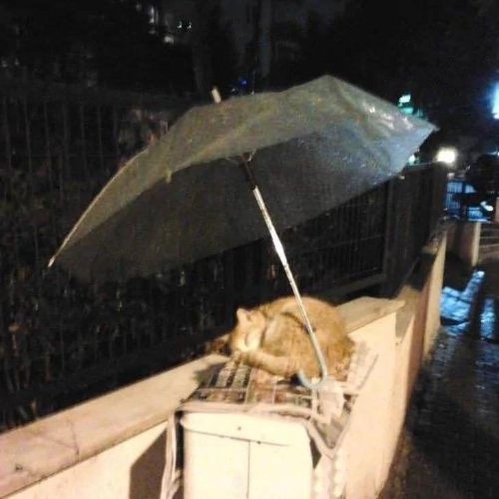 <p>İsimsiz bir kahraman yağmurda sokak kedisinin ıslanmaması için şemsiyesini onun uyuduğu yere bırakıp gitmiş.</p>
