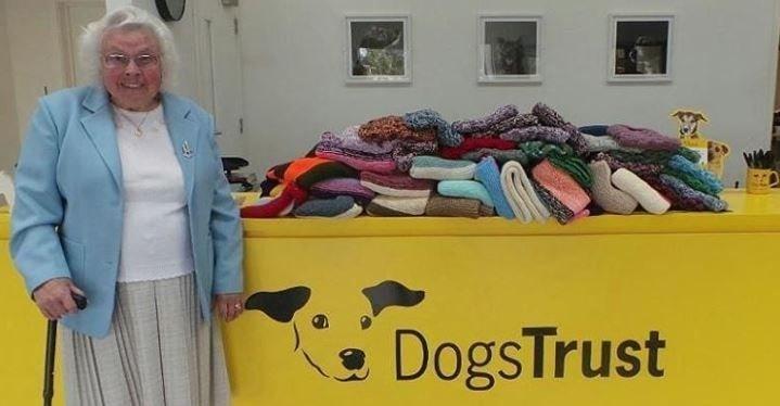 <p>Yaşlı bir teyze barınaktaki bütün sahipsiz köpekler için battaniye örmüş.</p>