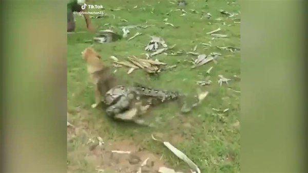 <p>Nerede çekildiği bilinmeyen videoda dev bir yılan evcil bir köpeği yemeye çalışıyor.</p>
