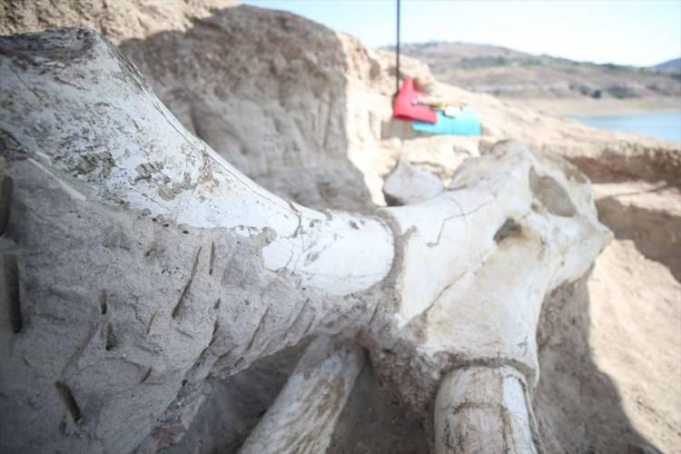 <p>Mamuta ait olduğu değerlendirilen fosillerin kente önemli katkı sağlayacağını belirten Büyükkılıç, şunları kaydetti:</p>