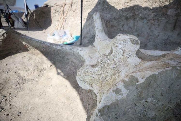 <p>"7,5 milyon yıllık geçmişe dayanan dünyada eşi benzeri olmayan, bütünlüğü bozulmamış, fillerin atasına ait, kafa bütünlüğü ve dişleriyle yaklaşık 3,5 metrelik fosil bulundu. Yani 2 insan boyunda bir yapı. Tabi bundan sürüler halinde binlercesi yaşamıştır. Kayseri'nin toprak yapısı, tarihi dokusu, coğrafi ve jeolojik yapısı yeniden gözden geçirilecek duruma geliyor. Buna ışık tutacak çalışmaların ortaya çıktığını da gözlemlemekteyiz. Bu fillerin atasından bu coğrafyada sürüler halinde çıkacaktır. Kazıyı devam ettireceğiz, tarihe ışık tutacağız."</p>