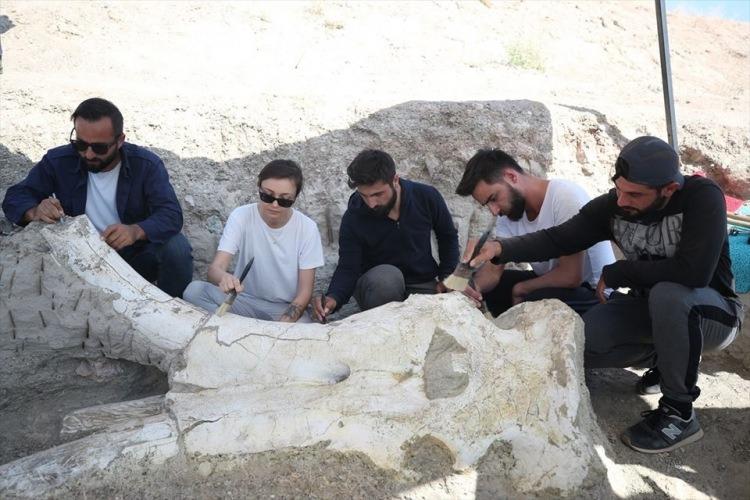<p>Kazılarda önemli bulguları ortaya çıkardıklarına dikkati çeken Başoğlu, "Çok geniş bir fosil alanı söz konusu. İkinci sezonumuz ve çok önemli buluntularımız var. Özellikle 'Choerolophodon' türüne ait buluntu ve bu kadar iyi korunmuşluk dünyada tek örnek, literatüre girecek." dedi.</p>