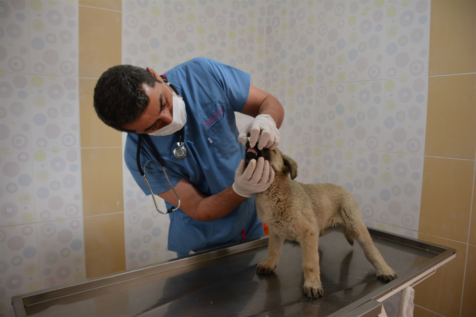 <p><strong>VETERİNERLİK HİZMETLERİ</strong></p>

<p>2019: 3.838 TL<br />
2018: 3.209 TL</p>

<p>Değişim: %20</p>
