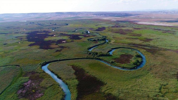 <p>Çok sayıda balık ve kuş türüne ev sahipliği yapan Balıkdamı Kuş Cenneti, Sakarya Nehri’nin üzerinde bulunuyor ve Türkiye’nin en büyük sulak alanlarının başında geliyor. Gölet ve büyük sazlıklardan oluşan bu sulak alan yaklaşık 30 bin dönümlük arazinin üzerinde yer alıyor.</p>