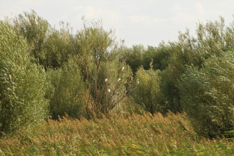 <p>Orada bitki türünün kuşa, kuşun o bitkiye, bitkinin balığa ihtiyacı var, balığın da o bitkiye ihtiyacı var. Döngünün bu şekilde olması gerekir" ifadelerini kullandı.</p>