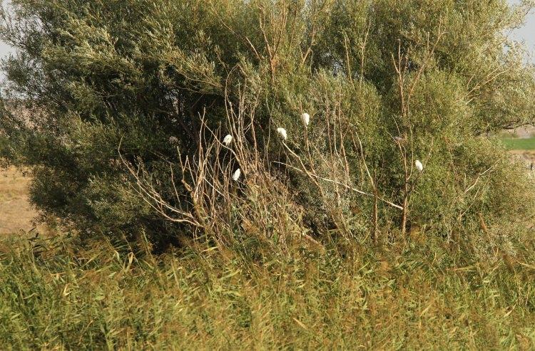 <p>Asya’da yaşayan yabanıl su kuşları için batıdaki son durak olma özelliğini de taşıyan Balıkdamı, kuzey ve güney ülkeleri arasında mevsimlik göç eden kuşlar için en önemli konaklama noktalarından biri olarak biliniyor.</p>
