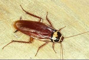 <p>Bir hamamb&ouml;ceği kafası koptuktan sonra a&ccedil;lıktan &ouml;lmeden dokuz g&uuml;n yaşayabiliyor.</p>

<p>&nbsp;</p>
