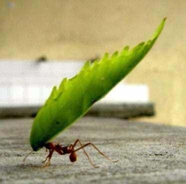 <p>Bir karınca kendi ağırlığının elli kati ağırlığı kaldırabilir.</p>

<p>&nbsp;</p>
