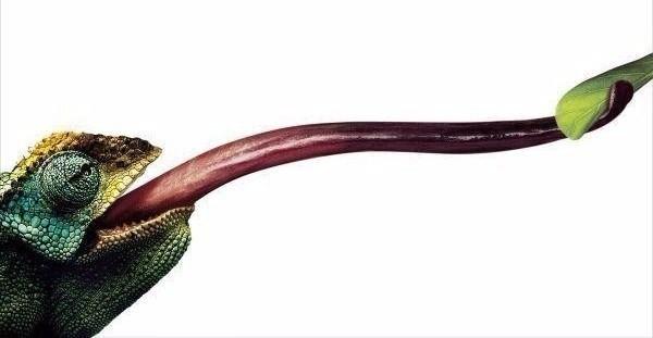 <p>Bukalemunların dilleri, v&uuml;cutlarından iki kat daha uzundur.</p>

<p>&nbsp;</p>
