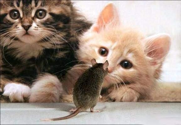 <p>Fareler kusamaz.</p>

<p>&nbsp;</p>
