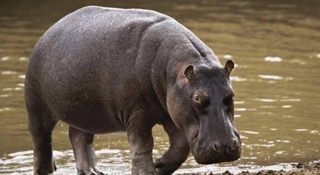 <p>Hipopotamlar insandan daha hızlı koşarlar.</p>

<p>&nbsp;</p>
