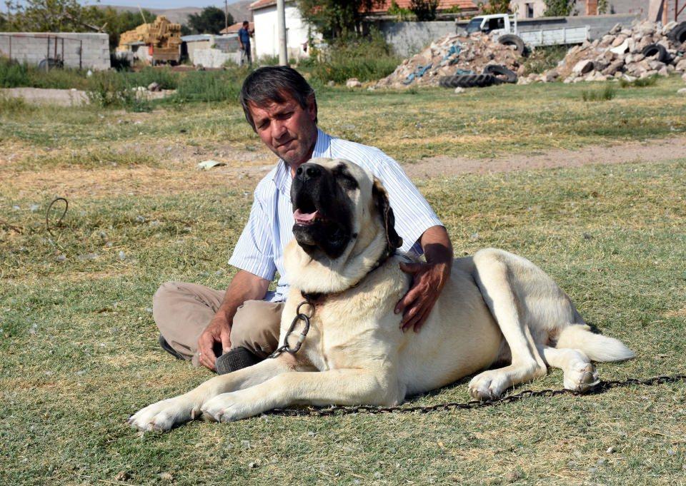 <p>Malaklıların yaklaşık 3 bin 500 yıldır Anadolu'da bulunan bir köpek ırkı olduğunu belirten Tıpırdamaz, "2 bin yıl evvel Asurlular zamanında savaş köpeği olarak kullanılmıştır. Yaklaşık 3 bin 500 yıl önce de Orta Asya'dan Mezopotamya havzasına Sümerler tarafından getirildiği belirtilmiştir. Bunları bilim adamları ve kinologlar (köpek bilimci) söylüyor. Bizler küçükbaş hayvancılıkla uğraşan insanlar da bu köpekleri yanımızda taşımışız. Anadolu'da Aksaray malaklısı, 'çoban ve bekçi köpeği' olarak geçer." diye konuştu.</p>
<p> </p>