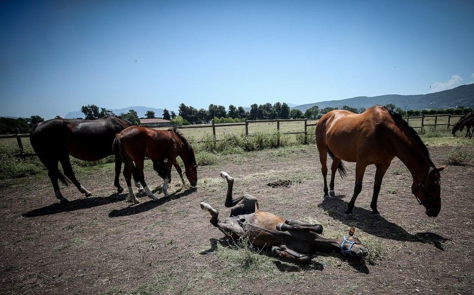 <p>TSK'nin "heybetli yüzü" olan, yurt içi ve dışında at terbiyesi yarışmalarına da katılan Gemlik ırkı atlardan, 18 yılda 244 birey yetiştirildi.</p>
<p> </p>