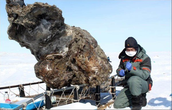<p>Rusya'da bulunan Mamut.</p>