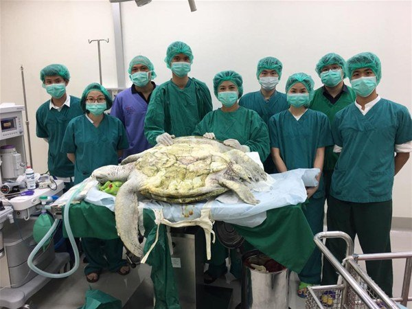 <p>Hayvanat bahçesindeki bu kaplumbağa, son zamanlarda yürümekte zorluk çekince veterinerlerin operasyonu sonucu kurtarıldı.</p>

<p> </p>
