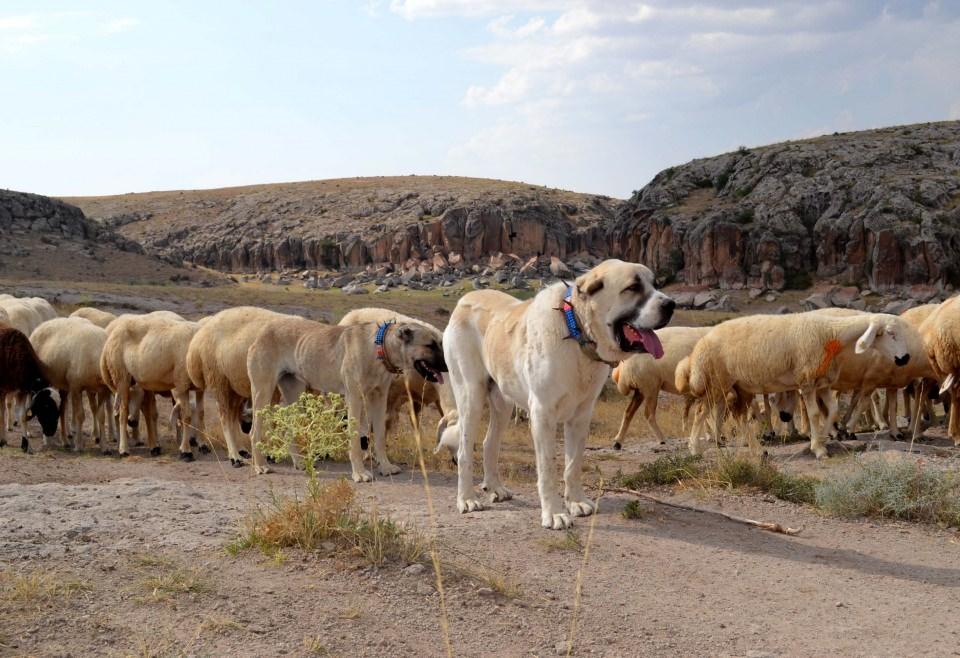 <p>Doğadaki tehlikelere karşı çobanların "en güvenilir yol arkadaşı" olan "Anadolu aslanı''na, Almanya, İngiltere, Hollanda, Bulgaristan, Romanya ve Rusya gibi ülkelerden gelen yoğun talep dikkati çekiyor.</p>

<p> </p>
