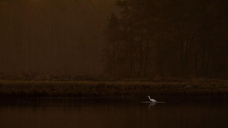 <p><strong>35 Hans Olsson - Birds In The Environment - Honorable Mention</strong></p>
