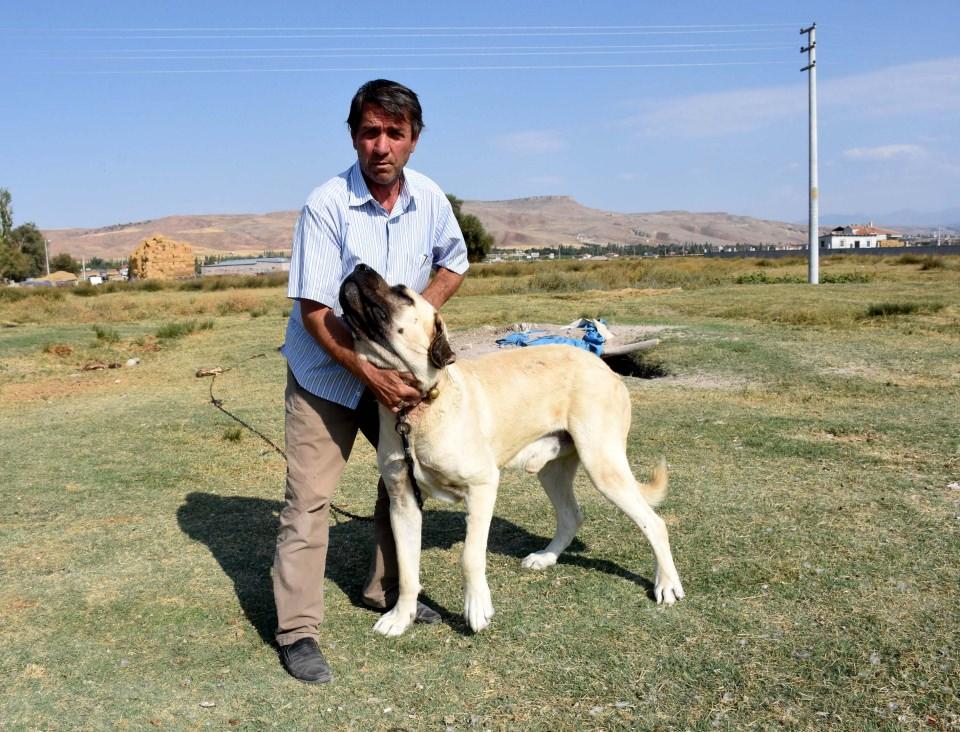 <p><strong>"Koyunlarını korumak için malaklıyı götürdü"</strong></p>

<p>Son 4-5 yıldır Çin'e çok sayıda malaklı köpeği götürüldüğünü anlatan Tıpırdamaz, şunları kaydetti:</p>

<p>"Yakın zamanda bir Çinli daha geldi. Vatandaşla istişarede bulunduk, görüştük. Çin'in "han koyunları" ırkı varmış. Adam bu koyunların besiciliğini yapıyormuş. Han koyunlarının korunması için malaklı istedi. Biz de buradan yardımcı olduk ve köpekleri Çin'e götürdü. Köpekleri vermeden önce biraz araştırdık. Bu koyunları görünce şaşırdım. Anormal bir kuyruk yapısı var. Böyle bir kuyruk yapısı daha önce görmedim. Adam geldi, baktı beğendi ve koyunlarını korumak için malaklıyı götürdü. Sosyal medyadan takip ettiğim kadarıyla köpeğimiz yetişmiş, büyümüş işini de gayet iyi yapıyormuş, Çinli de çok memnun."</p>
