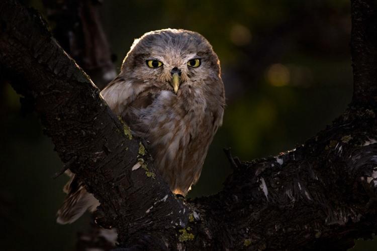 <p><strong>31 Ariel Fields - Young Bird Photographer Of The Year - Bronze</strong></p>
