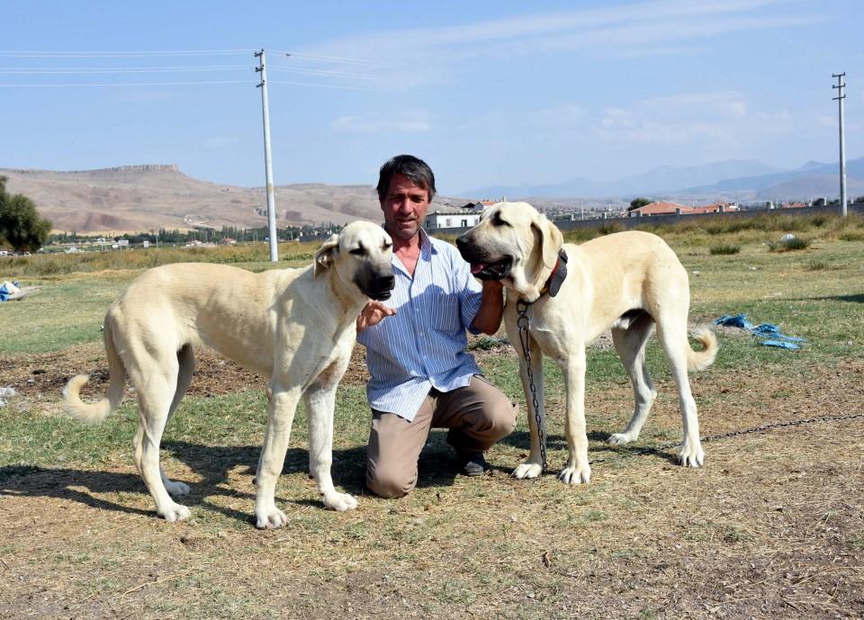 <p>Tıpırdamaz, Aksaray'da modern şartlarda kurulan 7 çiftlik ile bireysel 15 üreticinin, malaklı cinsi köpekleri özenle yetiştirip dünyanın dört bir yanına gönderdiğini ifade etti.</p>
<p> </p>
