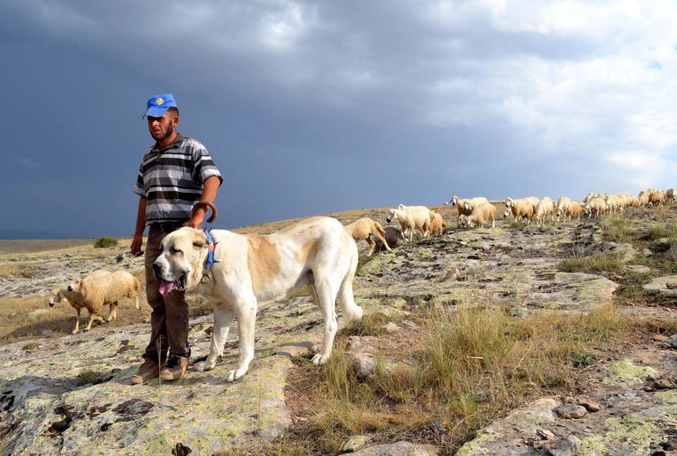 <p>İri cüsseleri, koruma içgüdüleri ve uysal yapılarıyla dünya çapında ilgi gören çoban köpeği malaklılar, Aksaray'da modern şartlarda kurulan çiftliklerde özenle yetiştirilip dünyanın dört bir yanına gönderiliyor.</p>

<p> </p>
