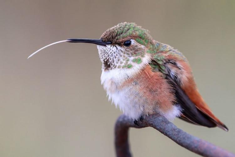 <p><strong>7 Madeline Nolan - Young Bird Photographer Of The Year - Silver</strong></p>
