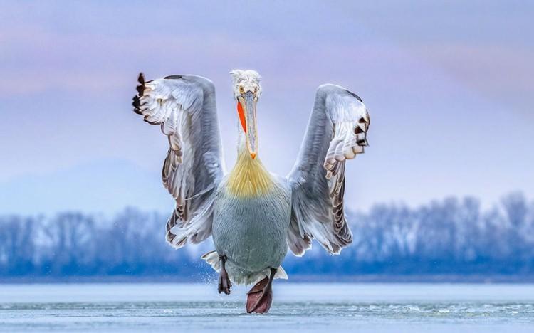 <p><strong>2 Caron Steele - Bird Photographer Of The Year</strong></p>
