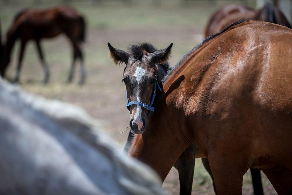 <p>Ayrıca merkezde, "Friesian" ırkı atlar da aynı titizlikle yetiştirilip ihtiyaca göre birliklere teslim ediliyor.</p>

<p> </p>
