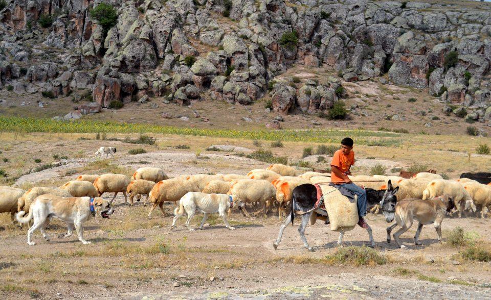 <p>"Anadolu aslanı'' olarak da bilinen Türk çoban köpeği Aksaray malaklısı, "han koyunları"nı korumak için Çin'e gönderildi.</p>
