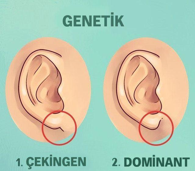 <p>Bir araştırmaya göre kulak memesinin bağlı olduğu nokta, çekingen veya baskın genin ortaya çıkmasını sağlar.</p>
<p> </p>
