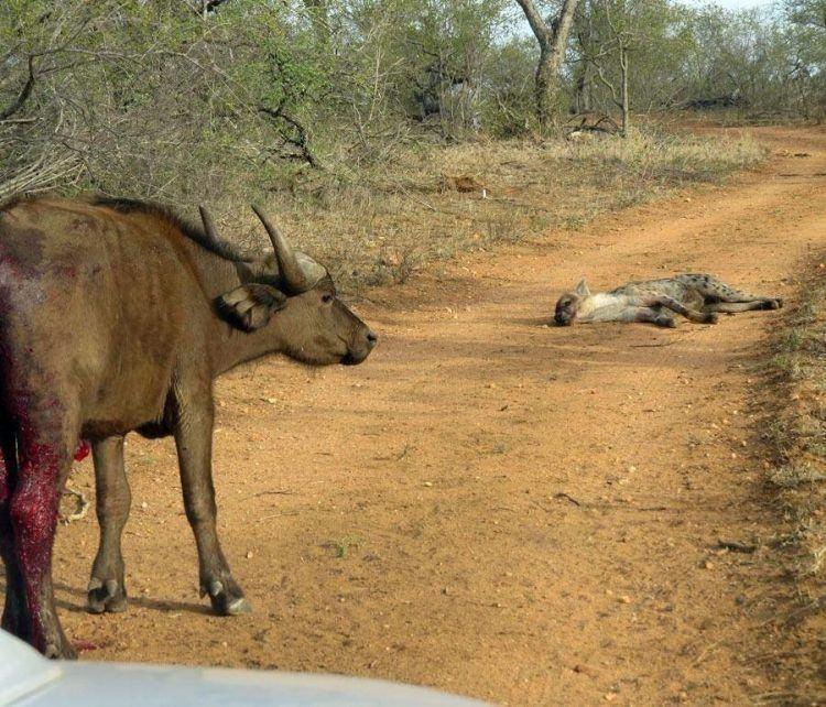 <p>Turistlerden Ryan Thomson'ın kare kare fotoğrafladığı bu çok özel karelerde dört sırtlan, milli parkta kıstırdıkları bufalloyu avlamaya çalışıyor.</p>
