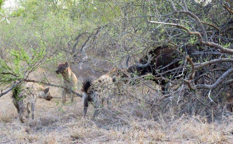 <p>Ancak dört sırtlan ''saldır kaç'' taktiğiyle bufalloyu pek çok yerinden yaralayınca kan kaybından dayanacak gücü kalmayan bufallo dört sırtlana yem olmaktan kurtulamadı.</p>
